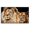 Canvas Print Portrait of Lion Pair Wilderness Couple 100x80 cm