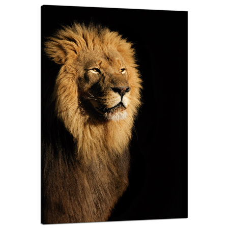 Canvas Print Illuminated Lion Beauty Mane 80x120 cm