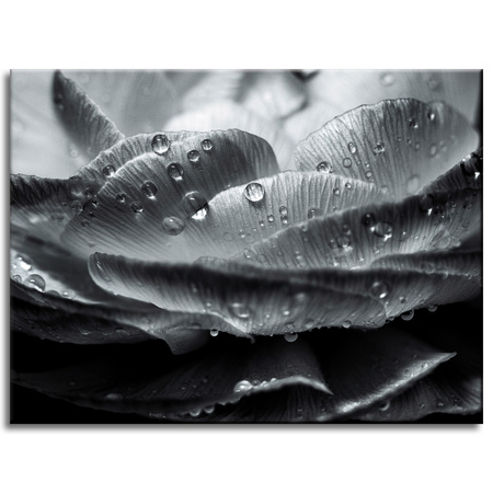 Canvas Print Botany Flower in Dew Drops 40x30 cm