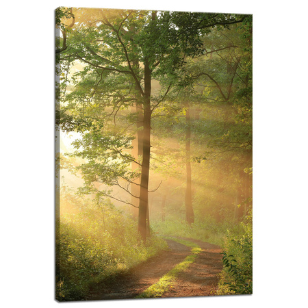 Canvas Print Sunlight Forest Path Nature 40x60 cm