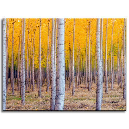 Canvas Print Birch Trees Autumn Yellow Leaves 40x30 cm