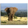 Canvas Print Elephant Africa Savannah Nature Art 100x80 cm