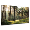 Canvas Print Forest Trees Sun Nature 100x60 cm