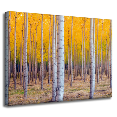 Canvas Print Birch Trees Autumn Yellow Leaves 40x30 cm
