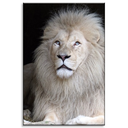 Canvas Print Bright Lion Hair White Majesticity 80x120 cm