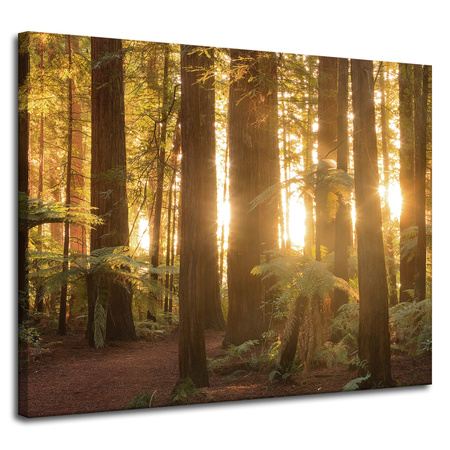 Canvas Print Sun Rays Forest Trees 100x80 cm