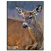 Canvas Print Animals Roe Deer 30x40 cm