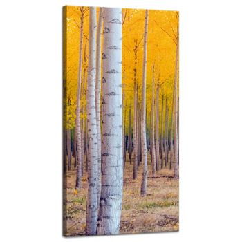 Canvas Print Birches in Autumn Yellow Leaves 40x80 cm