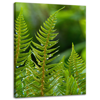 Canvas Print Botany Fern Leaves 30x40 cm