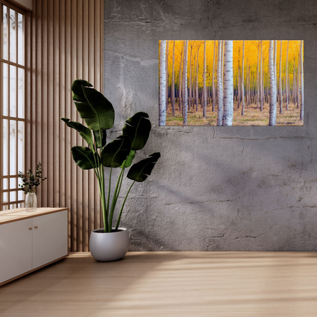 Canvas Print Birches in Autumn Yellow Leaves 100x80 cm