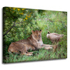 Canvas Print Animals Lionesses 40x30 cm