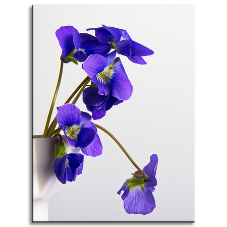 Canvas Print Botanical Blue Pansies 30x40 cm