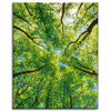 Canvas Print Trees Leaves Nature Forest Spring 40x50 cm