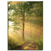 Canvas Print Sunlight Forest Path Nature 50x70 cm