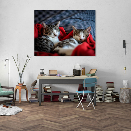Canvas Print Animals Sleeping Kittens 40x30 cm