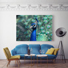 Canvas Print Animals Peacock 40x30 cm