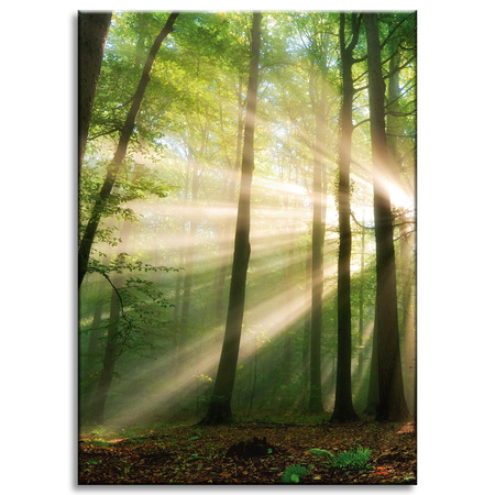 Canvas Print Sun in the Forest Trees Nature 50x70 cm