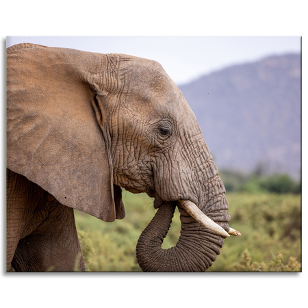 Canvas Print Animals Elephant_2 100x80 cm