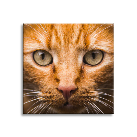 Canvas Print Cat Face Close Up 90x90