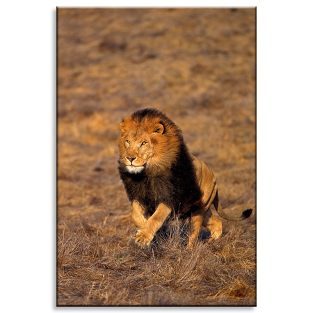 Canvas Print Running Lion on Savannah Nature 80x120 cm