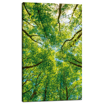 Canvas Print Trees Leaves Nature Forest Spring 60x100 cm