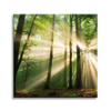 Canvas Print Sun in the Forest Trees Nature 50X50 cm