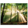 Canvas Print Sun in the Forest Trees Nature 100x80 cm