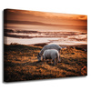 Canvas Print Animals Grazing Sheep 40x30 cm