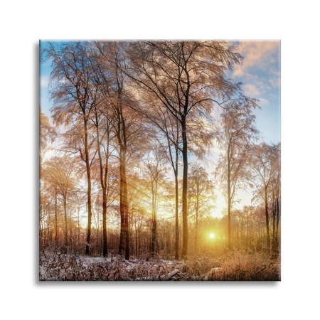 Canvas Print Trees Winter Rising Sun 40X40 cm