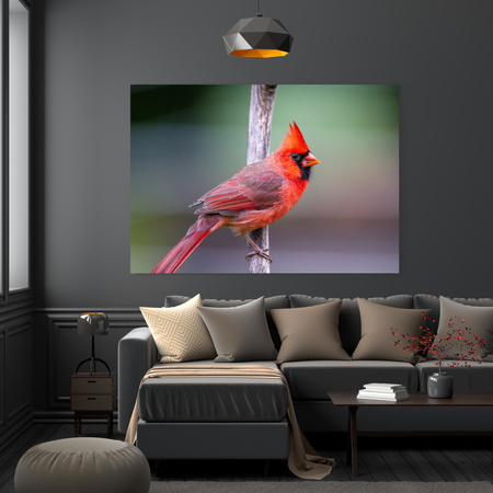 Canvas Print Animals Cardinal Bird 40x30 cm