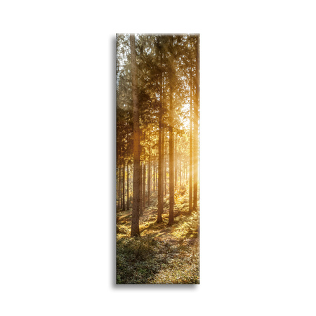 Canvas Print Birch Trees Sun Morning 40x120 cm