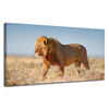 Canvas Print Walking Lion on Savannah Grass 120x60 cm