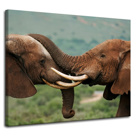 Canvas Print Elephant Couple Close Together Nature Beauty of Nature 100x80 cm
