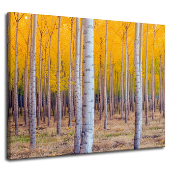 Canvas Print Birches in Autumn Yellow Leaves 100x80 cm