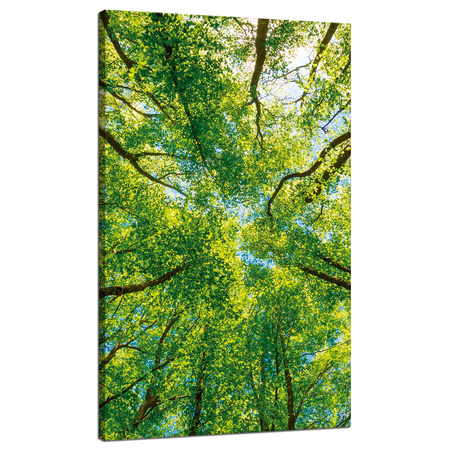 Canvas Print Trees Leaves Nature Forest Spring 70x120 cm