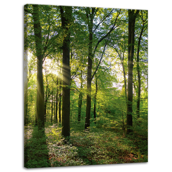 Canvas Print Sun Forest Trees Rays of Light 30x40 cm