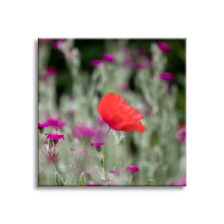 Canvas Print Botany Flower Garden 40x40 cm