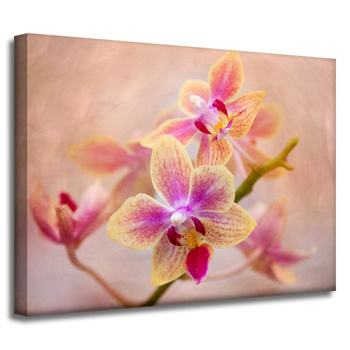 Canvas Print Botany Orchid 40x30 cm